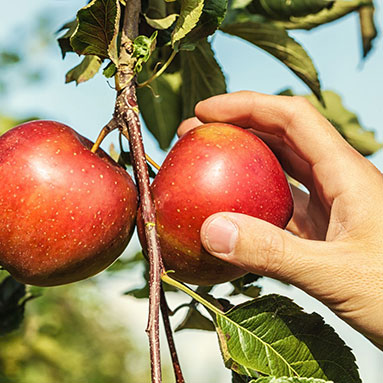 Hand picking a red apple off a tree